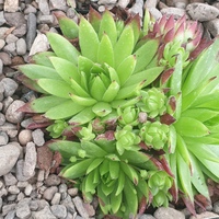 Jovibarba sobolifera 
